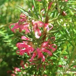 Grevillea Pink Pearl -Garden Plant Store apo pink pearl grevillea sunlit