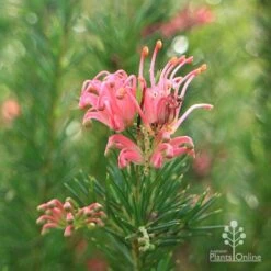 Grevillea Pink Pearl -Garden Plant Store apo pink pearl stem 1