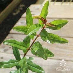 Pomegranate Double Orange 18 Pomegranate Double Orange -Garden Plant Store apo pomegranate double orange foliage 1