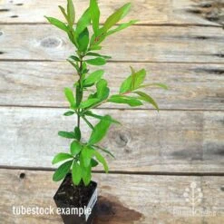 Pomegranate Double Orange 13 Pomegranate Double Orange -Garden Plant Store apo pomegranate double tubestock