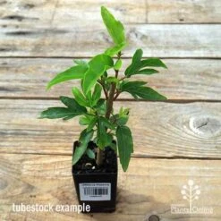 Hibiscus Popsicle -Garden Plant Store apo popsicle tubestock
