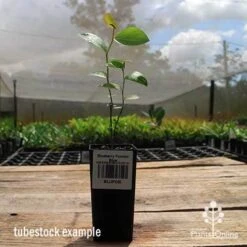 Blueberry Powder Blue 9 Blueberry Powder Blue -Garden Plant Store apo powder blue tubestock side