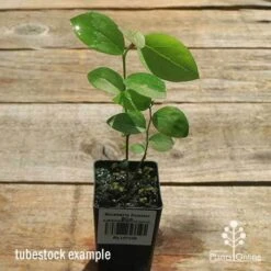 Blueberry Powder Blue 7 Blueberry Powder Blue -Garden Plant Store apo powder blue tubestock top