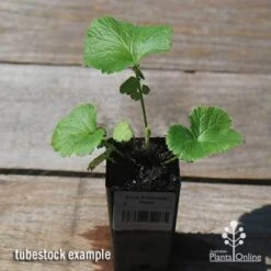 Geum Pretticoats Peach -Garden Plant Store apo pretticoats peach tubestock