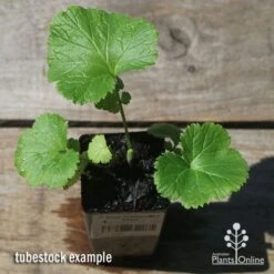 Geum Pretticoats Peach -Garden Plant Store apo pretticoats peach tubestock top