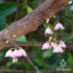 Elaeocarpus Prima Donna - Blueberry Ash 14 Elaeocarpus Prima Donna - Blueberry Ash -Garden Plant Store apo prima donna elaeocarpus flowers 1