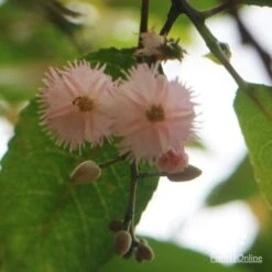 Elaeocarpus Prima Donna - Blueberry Ash 21 Elaeocarpus Prima Donna - Blueberry Ash -Garden Plant Store apo prima donna flower beneath 1