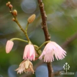 Elaeocarpus Prima Donna - Blueberry Ash 17 Elaeocarpus Prima Donna - Blueberry Ash -Garden Plant Store apo prima donna flower stages 1