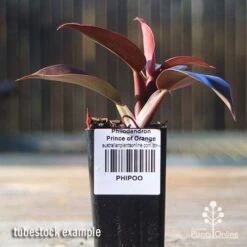 Philodendron Prince Of Orange -Garden Plant Store apo prince of orange philo tubestock