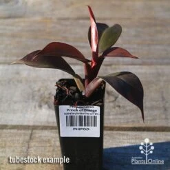 Philodendron Prince Of Orange -Garden Plant Store apo prince of orange philo tubestock2