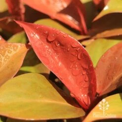 Philodendron Prince Of Orange -Garden Plant Store apo prince of orange philodendron colours