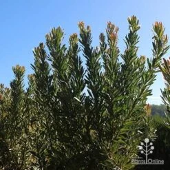 Protea Pink Ice -Garden Plant Store apo protea bushes at farm