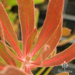 Protea Pink Ice -Garden Plant Store apo protea pink ice leaf vein colour