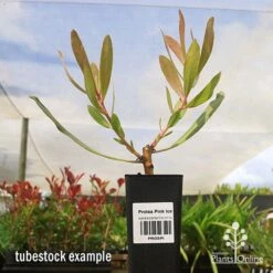 Protea Pink Ice -Garden Plant Store apo protea pink ice tubestock2