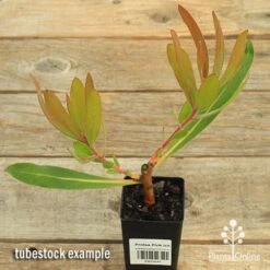 Protea Pink Ice -Garden Plant Store apo protea pink ice tubestock 1