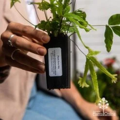 Pteris - Slender Brake Fern -Garden Plant Store apo pteris tube 1