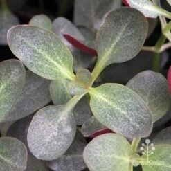 Crassula Purple Dragon - Fairy Crassula -Garden Plant Store apo purple dragon crassula top view