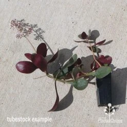 Crassula Purple Dragon - Fairy Crassula -Garden Plant Store apo purple dragon tubestock august