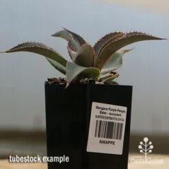 Mangave Purple People Eater - Succulent -Garden Plant Store apo purple people eater tubestock