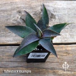 Mangave Purple People Eater - Succulent -Garden Plant Store apo purple people eater tubestock top