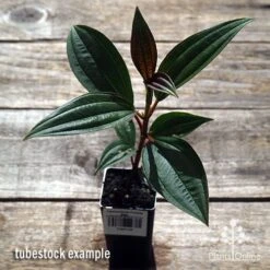 Tibouchina Purple Star -Garden Plant Store apo purple star tubestock above