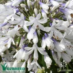 Agapanthus Queen Mum -Garden Plant Store apo queen mum flower zoom