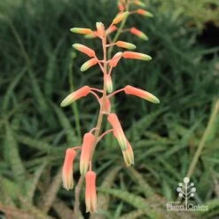 Aloe Quicksilver - Succulent -Garden Plant Store apo quicksilver flowerbuds