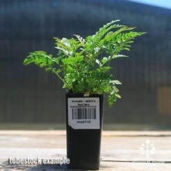 Humata - Rabbit's Foot Fern -Garden Plant Store apo rabbits foot fern tubestock
