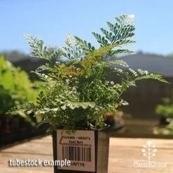 Humata - Rabbit's Foot Fern -Garden Plant Store apo rabbits foot fern tubestock 1