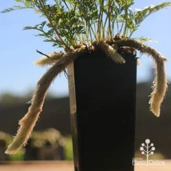 Humata - Rabbit's Foot Fern -Garden Plant Store apo rabbits foot tubestock legs