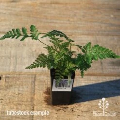 Humata - Rabbit's Foot Fern -Garden Plant Store apo rabbits foot tubestock top