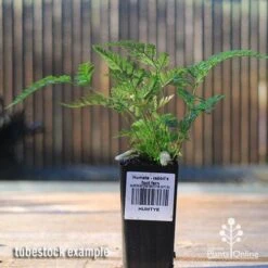 Humata - Rabbit's Foot Fern -Garden Plant Store apo rabbits foot tubestock2