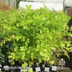 Radermachera Everlasting Beauty -Garden Plant Store apo radermachera eb big