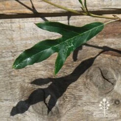 Grevillea Raptor -Garden Plant Store apo raptor leaf
