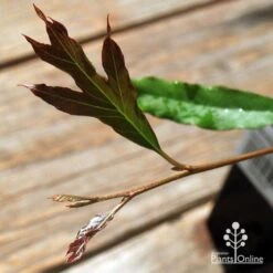 Grevillea Raptor -Garden Plant Store apo raptor leaf colour