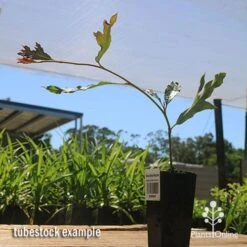 Grevillea Raptor -Garden Plant Store apo raptor tubestock
