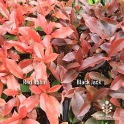 Photinia Black Jack -Garden Plant Store apo red robin black jack compare
