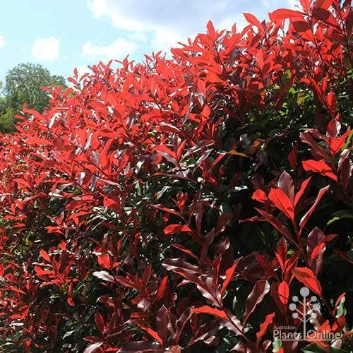 Photinia Red Robin 1 Photinia Red Robin