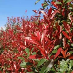 Photinia Red Robin 18 Photinia Red Robin -Garden Plant Store apo red robin hedge nursery 1