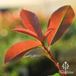 Photinia Red Robin 22 Photinia Red Robin -Garden Plant Store apo red robin new leaves backlit