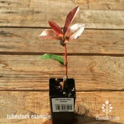 Photinia Red Robin 23 Photinia Red Robin -Garden Plant Store apo red robin tubestock