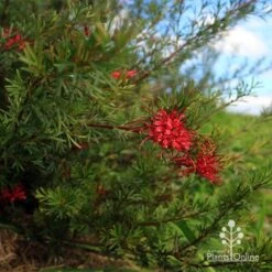 Grevillea Red Wings -Garden Plant Store apo red wings grevillea bush