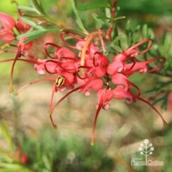 Grevillea Red Wings -Garden Plant Store apo red wings grevillea flower ladybird