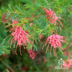 Grevillea Red Wings -Garden Plant Store apo redwings grevillea bush flowering