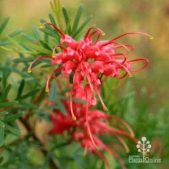 Grevillea Red Wings -Garden Plant Store apo redwings grevillea flower closeup 2