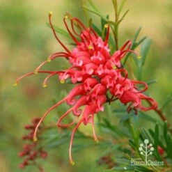 Grevillea Red Wings -Garden Plant Store apo redwings grevillea flower closeup