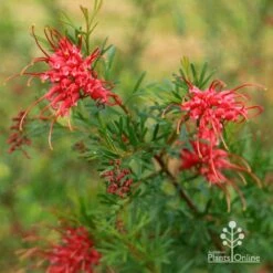 Grevillea Red Wings -Garden Plant Store apo redwings grevillea flowering