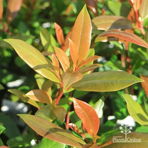 Syzygium Resilience - Lilly Pilly 10 Syzygium Resilience - Lilly Pilly - Image 10