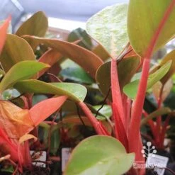 Philodendron Rojo Congo -Garden Plant Store apo rojo congo pink stems tubestock