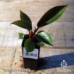 Philodendron Rojo Congo -Garden Plant Store apo rojo congo tubestock top